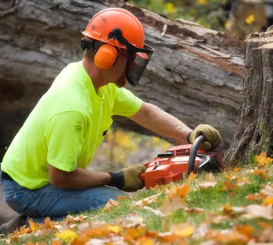 tree services Bayshore